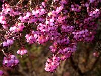 季節の花